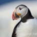 puffin_atlantic_msi_h_0871_can1900.jpg